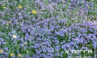 xterra_switzerland_sprint_21_05_25_00174